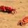 Odisha set to develop two more beaches talasaribeach  odisha ,